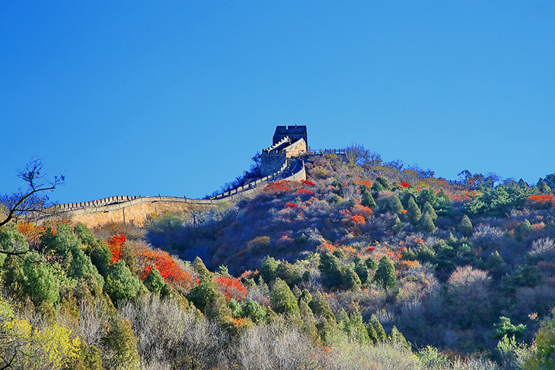 بكين: سور الصين العظيم يتزين بجمال ألوان الخريف