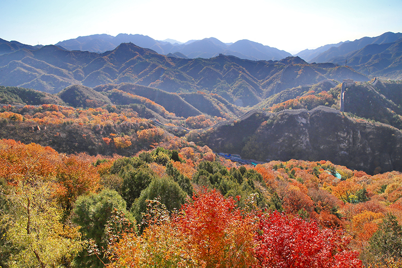 بكين: سور الصين العظيم يتزين بجمال ألوان الخريف