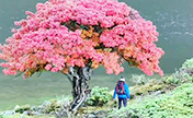 عجائب الطبيعة الجميلة! شجرة باللون " الأحمر الناري" في شانغريلا، يوننان