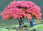 عجائب الطبيعة الجميلة! شجرة باللون " الأحمر الناري" في شانغريلا، يوننان