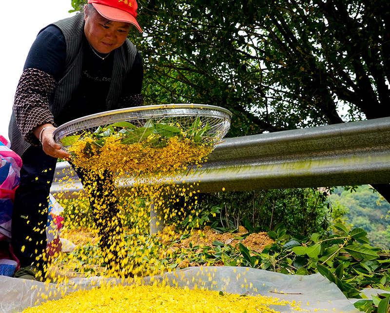 قويلين، قوانغشى: زهرة الأوسمانثوس الذهبية تدر الدخل على المزارعين