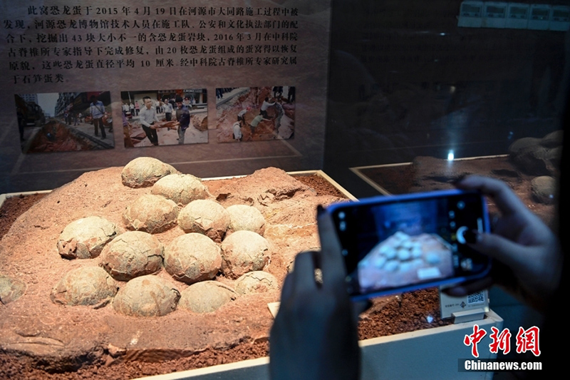 متحف في قوانغدونغ يجمع أكثر من 20 ألفا من أحافير بيض الديناصورات