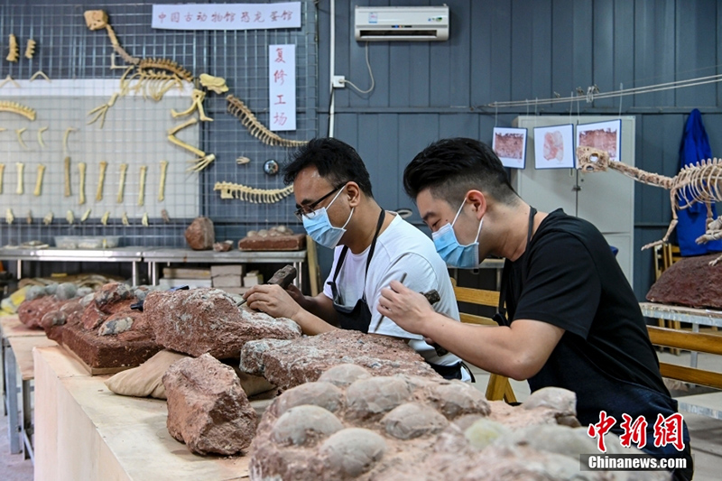 متحف في قوانغدونغ يجمع أكثر من 20 ألفا من أحافير بيض الديناصورات