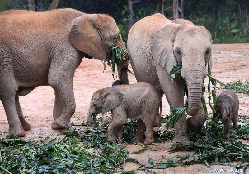 صغار الفيل الإفريقي في قاعدة صينية للحفاظ على الكائنات المهددة بالانقراض