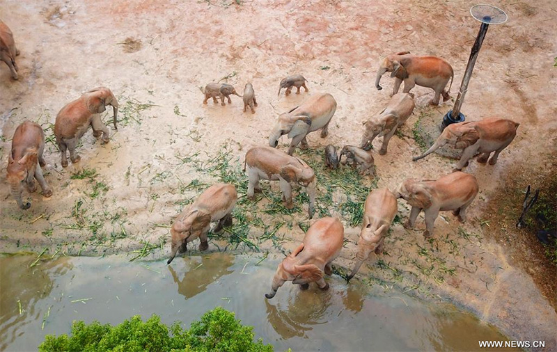 صغار الفيل الإفريقي في قاعدة صينية للحفاظ على الكائنات المهددة بالانقراض