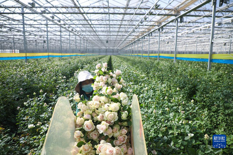 زهور البيوت الدفيئة في لانتشو تصدّر نحو الأسواق الأجنبية
