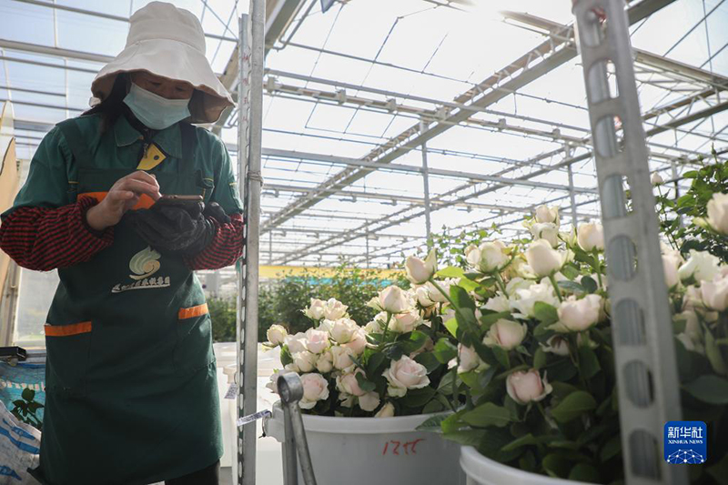 زهور البيوت الدفيئة في لانتشو تصدّر نحو الأسواق الأجنبية