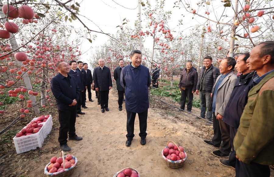 شي يحث مزارعي التفاح في شنشي على مواصلة البذل من أجل حياة أفضل