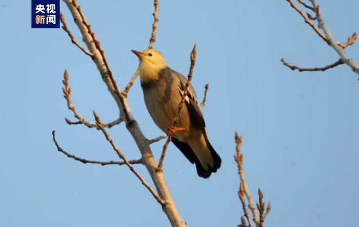 رصد أنواع متزايدة من الطيور البرية في الأراضي الرطبة بشمالي الصين