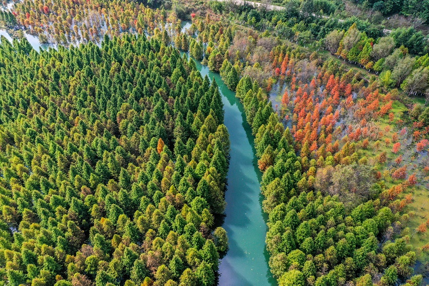 غابات كونمينغ المطيرة تتزين بالأحمر لفصل الشتاء