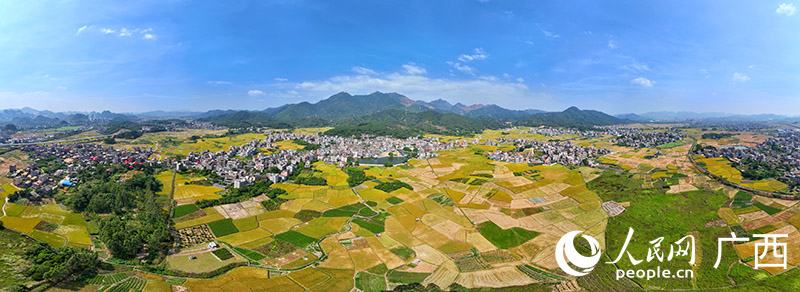 قوانغشي: حقول طبيعية ملونة من الأرز المتأخر تنتظر الحصاد  