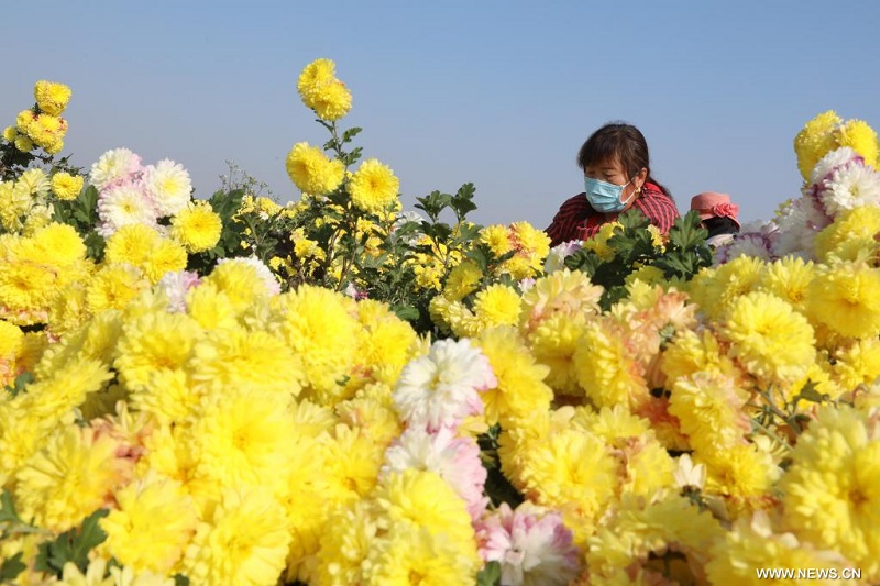 قطاف زهور الأقحوان ومعالجتها في وسط الصين