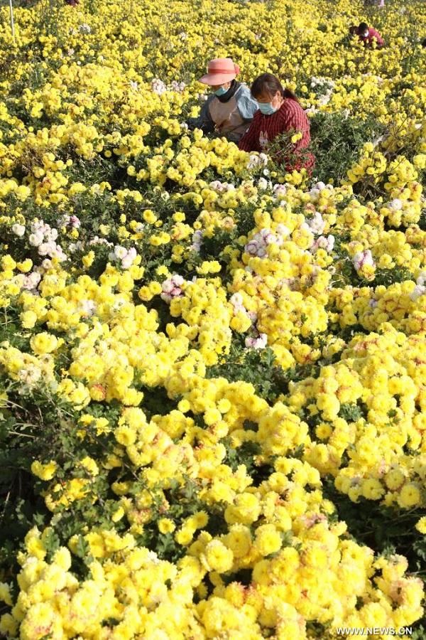 قطاف زهور الأقحوان ومعالجتها في وسط الصين