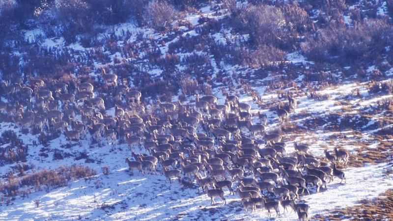الحيوانات البرية في محمية تشيليان تستعد لقضاء فصل الشتاء