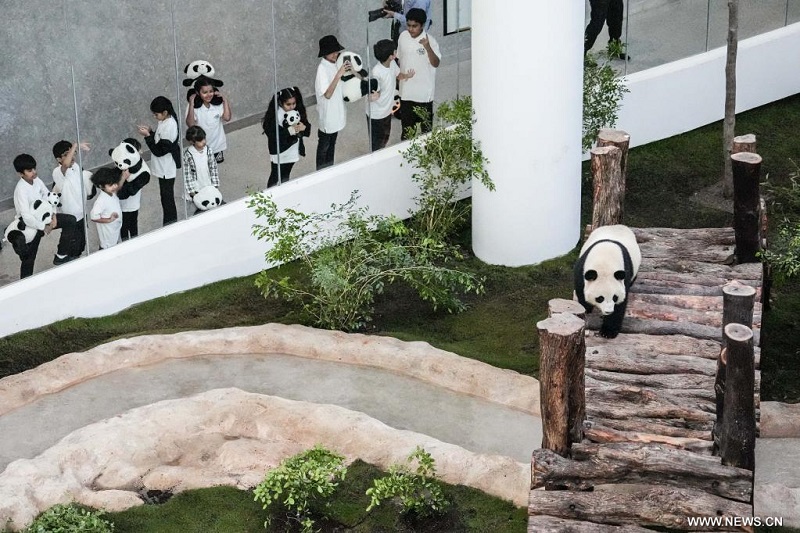 تقرير إخباري: زوج الباندا الصيني العملاق يلتقي بالجمهور مع افتتاح أول بيت باندا في قطر