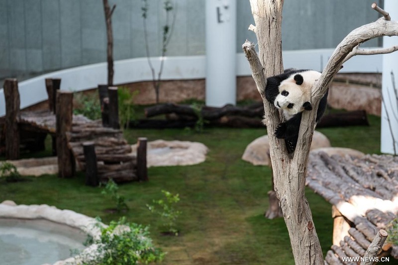 تقرير إخباري: زوج الباندا الصيني العملاق يلتقي بالجمهور مع افتتاح أول بيت باندا في قطر