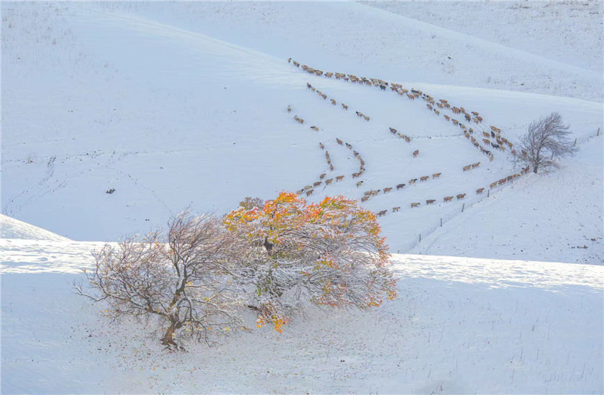 الهطول الأول للثلوج في غابة المشمش البرية بشينجيانغ هذا العام