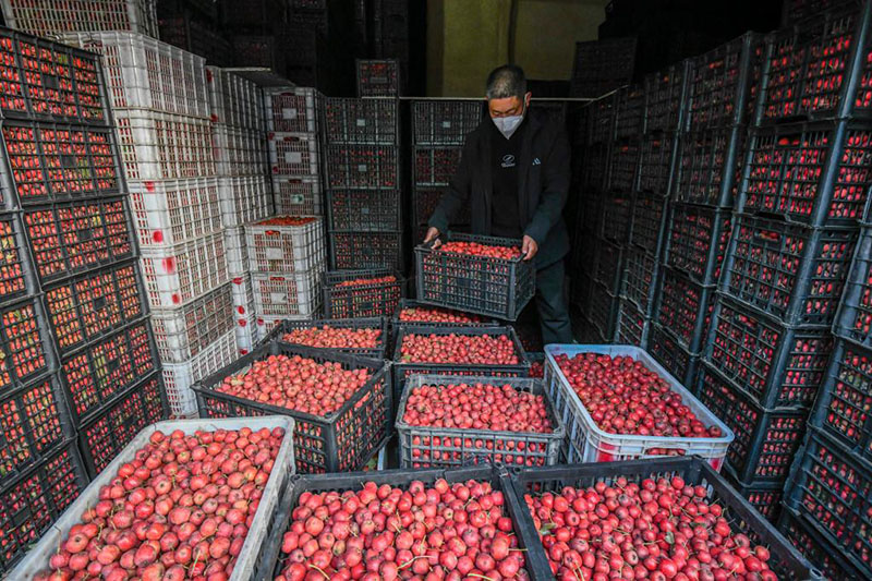 الصورة: حصاد ثمار الزعرور يساعد على زيادة دخول المزارعين في شمالي الصين