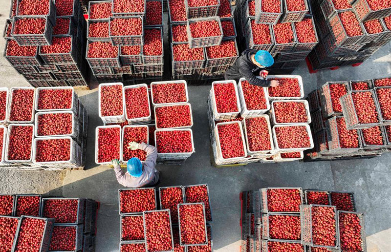 الصورة: حصاد ثمار الزعرور يساعد على زيادة دخول المزارعين في شمالي الصين