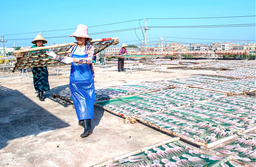 بيهاي، قوانغشي: الصيادون منشغلون بتجفيف المحاصيل البحرية الوفيرة