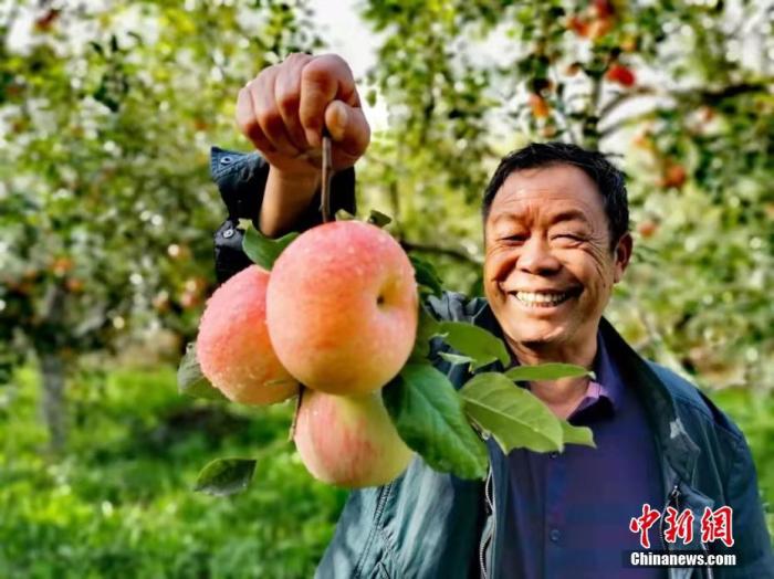 تفاح أكسو: حلو من سفح جبل تيانشان