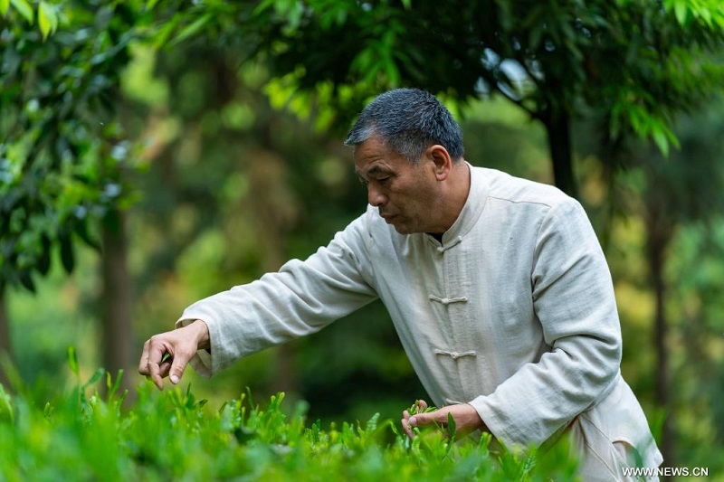 تقنيات صناعة الشاي في الصين