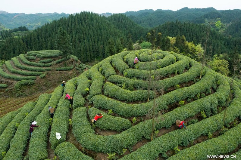 تقنيات صناعة الشاي في الصين