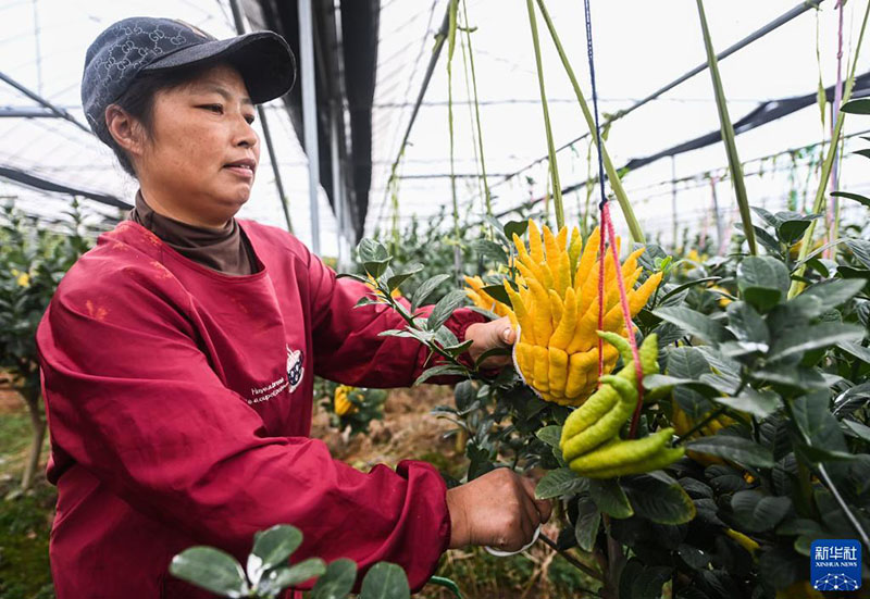 فاكهة يد بوذا .. مصدر ثراء مزارعين مقاطعة تشجيانغ  