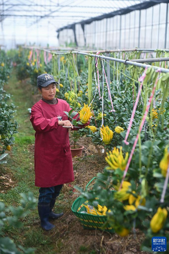 فاكهة يد بوذا .. مصدر ثراء مزارعين مقاطعة تشجيانغ  