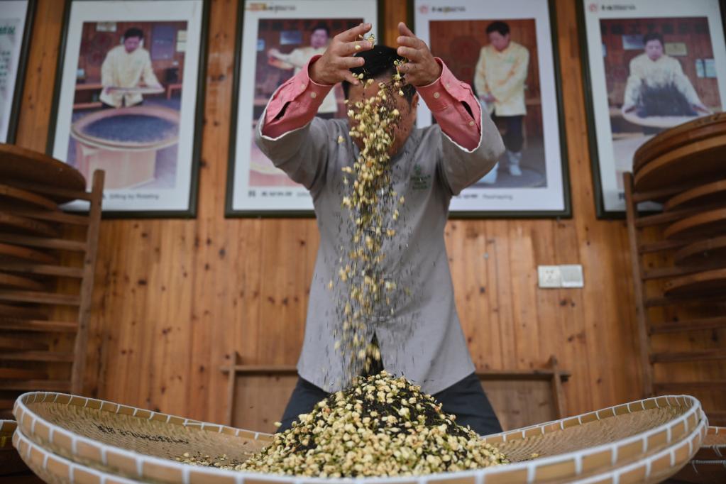 تقنيات تعطير شاي الياسمين في جنوب شرقي الصين