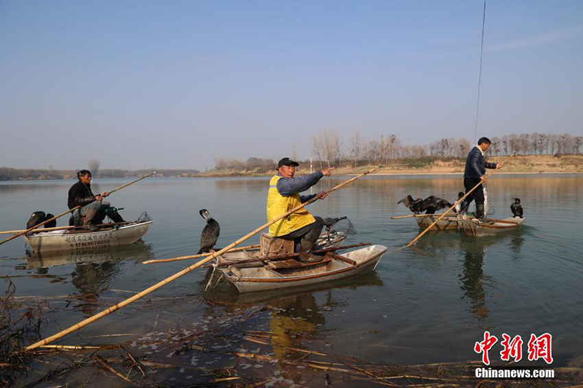 صيد الأسماك عبر الصقور في الصين