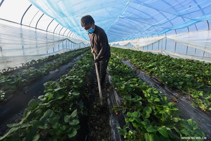 زيادة دخول القرويين عبر ترقية زراعة الفراولة بشرقي الصين