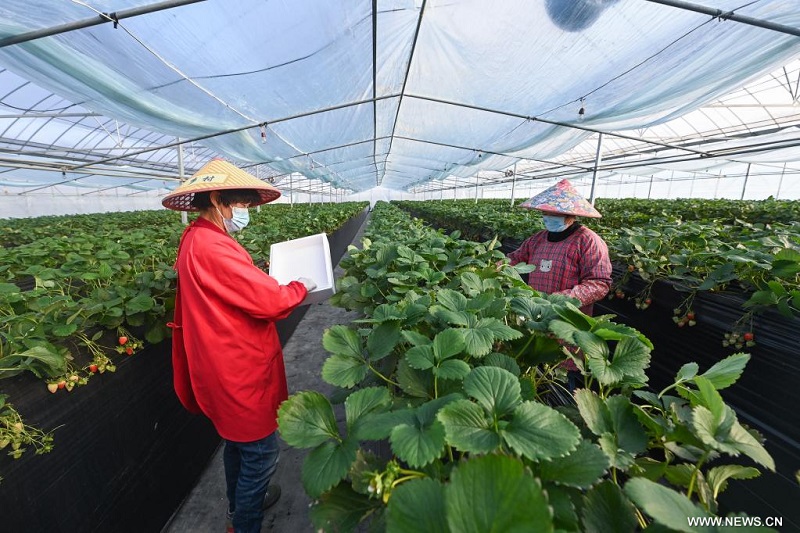 زيادة دخول القرويين عبر ترقية زراعة الفراولة بشرقي الصين