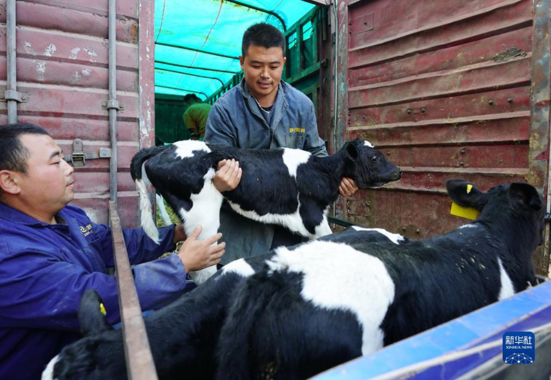 الصورة: خريج جامعي يدير مشروعا لتربية الأبقار في محافظة شينخه بمقاطعة خبي الصينية