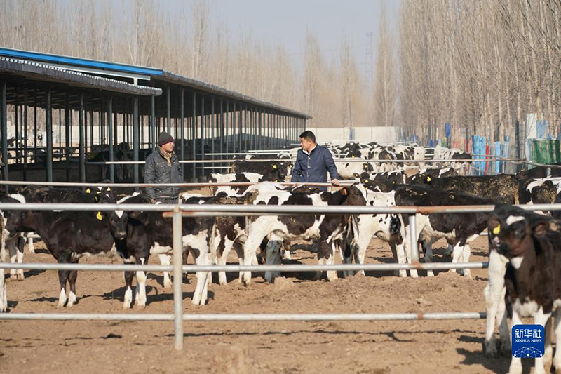 الصورة: خريج جامعي يدير مشروعا لتربية الأبقار في محافظة شينخه بمقاطعة خبي الصينية