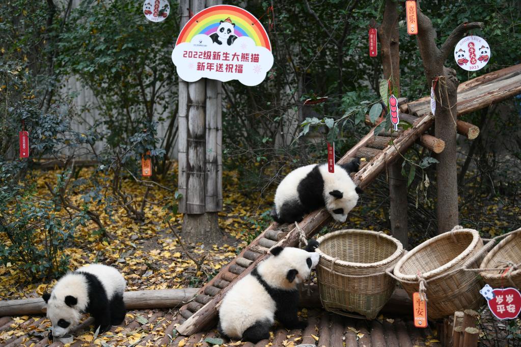 حيوانات الباندا العملاقة تلتقي بالناس قبيل حلول العام الجديد في جنوب غربي الصين