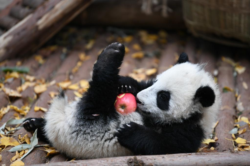 حيوانات الباندا العملاقة تلتقي بالناس قبيل حلول العام الجديد في جنوب غربي الصين