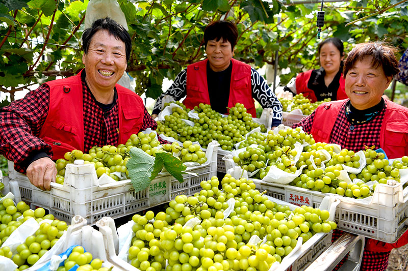 الزراعة والقطاعات ذات الصلة تمثل 16.05 بالمائة من الناتج المحلي الإجمالي للصين