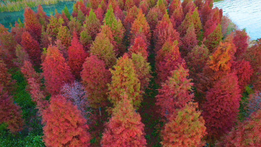 غابة القصص الخيالية.. أشجار تاكسوديم تكتسي باللون الأحمر في يوننان