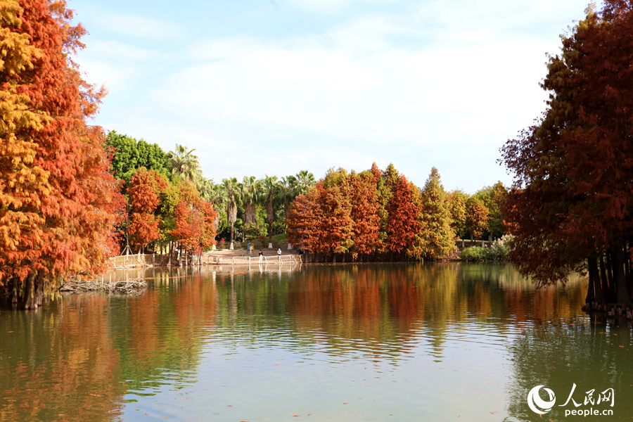أشجار تاكسوديم ترسم لوحات ملونة على ضفاف البحيرات في شيامن