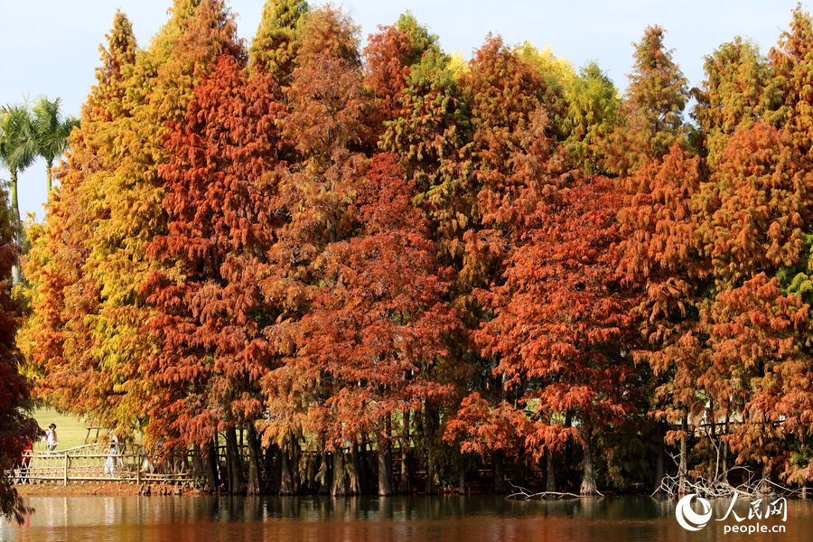 أشجار تاكسوديم ترسم لوحات ملونة على ضفاف البحيرات في شيامن