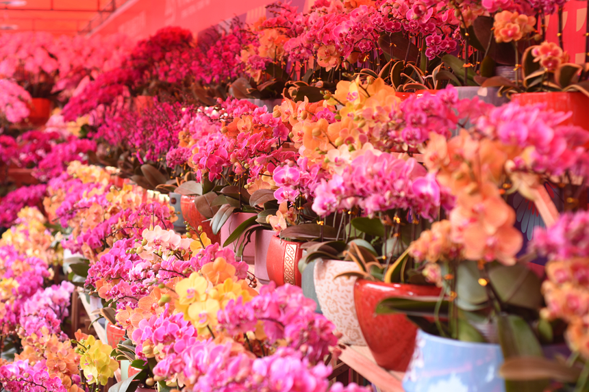 افتتاح سوق الزهور لاستقبال عيد الربيع في شنتشن 