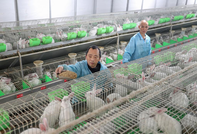 تربية الأرانب طريق سريع لتوسيع الثروة بسيتشوان