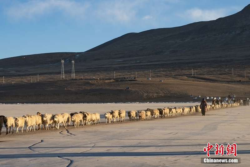 رعاة التبت يقودون الأغنام إلى جزيرة عشيبة عبر بحيرة جليدية