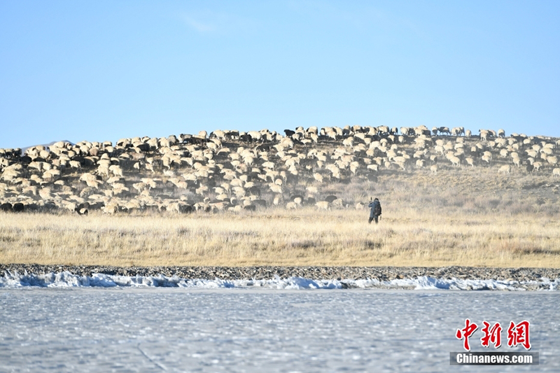 رعاة التبت يقودون الأغنام إلى جزيرة عشيبة عبر بحيرة جليدية