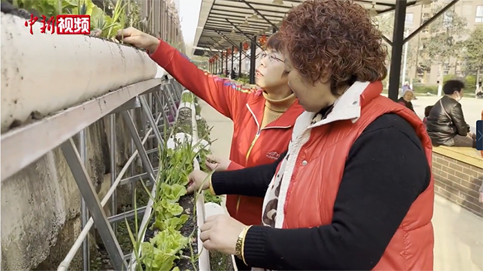 مجمع سكني بتشنغدو: بناء جدار نباتي عام بطول 200 متر باستخدام 150 أنبوبًا بلاستيكيًا  