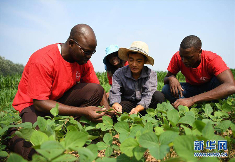 الحديقة الصينية الإفريقية للعلوم والتكنولوجيا تسهم في إثراء سلة الغذاء في إفريقيا