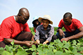 الحديقة الصينية الإفريقية للعلوم والتكنولوجيا تسهم في إثراء سلة الغذاء..
