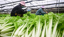 الصورة: حصاد الربيع في مقاطعة هاينان الصينية