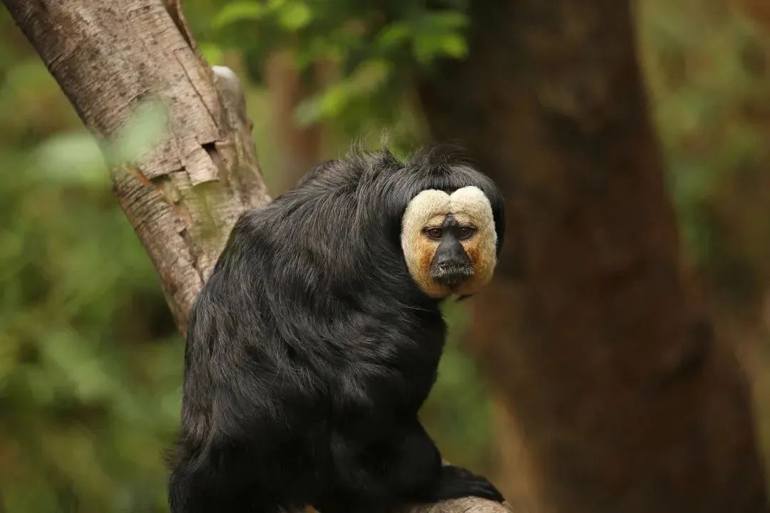 القرد الغريب المظهر يثير نقاشات محتدمة بين مستخدمي الإنترنت